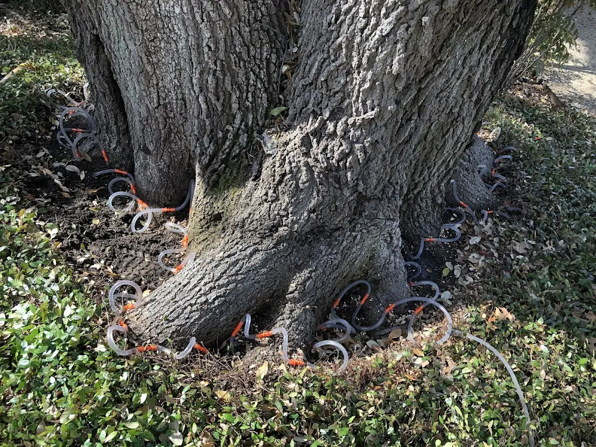 Detailed Tree Cabling and Bracing job site in Bayard